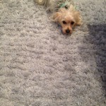 Martinez-Dog-carpet-clean