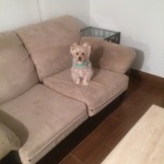 Martinez-Sofa-Pet-Stain-Cleaning